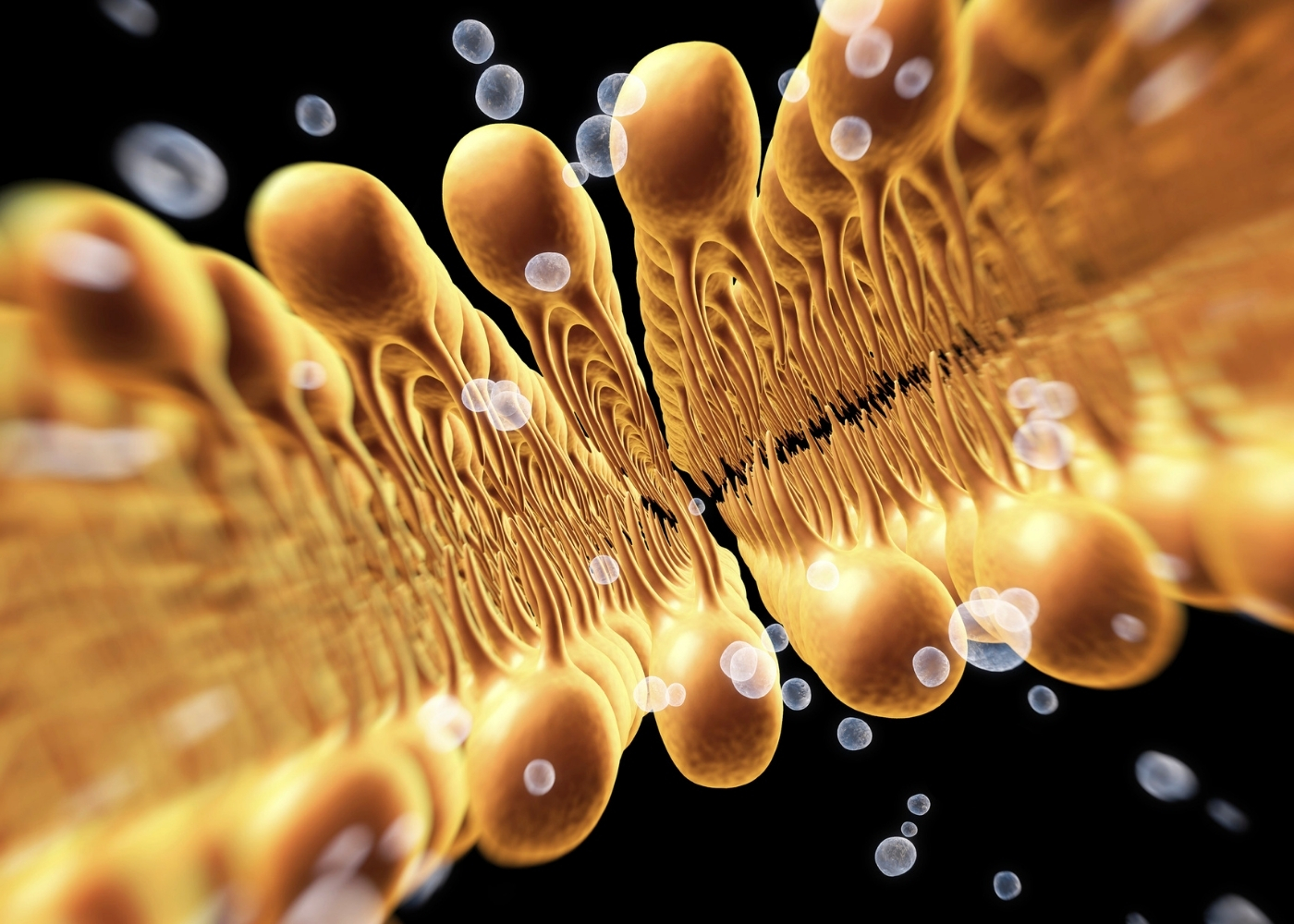 Oméga-3 et structure de la cellule